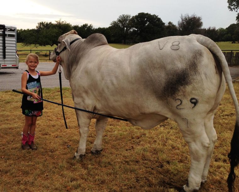 Heart of Texas livestock show